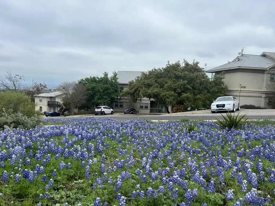 Texas bluebonnets blooming in front of Baycliff 409 building